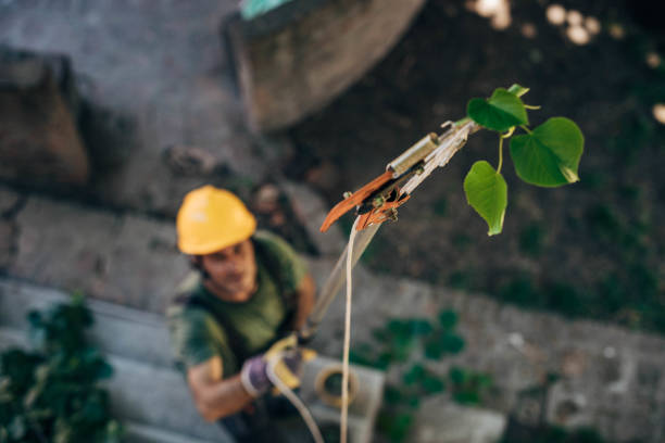 Tree and Shrub Care in Ramona, CA