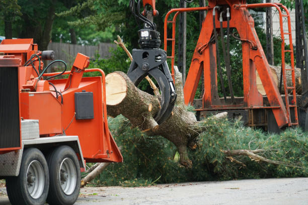 How Our Tree Care Process Works  in  Ramona, CA